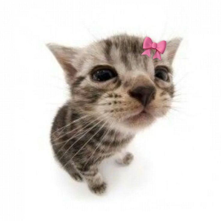 Meesha Gambhir Meesha Gambhir
