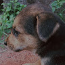 Trushna Wanarkar