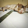 Chintu