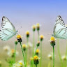 Suraj Rawat