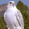 Royal Falcon
