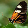 G.Srinidhi