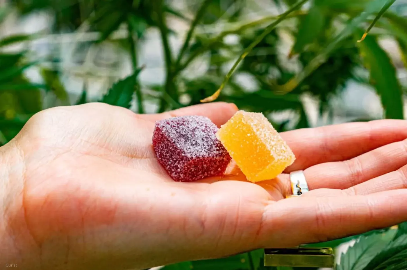 Cornbread Hemp Berry CBD Gummies Cornbread Hemp Berry CBD Gummies