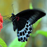 Kshama Girish