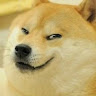 Sus Doge
