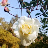 Sumit Kumar