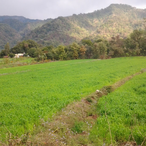 seema giri