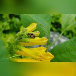 Shubham Rawal