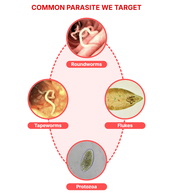 ParaMD Parasite Cleanse Canada ParaMD Parasite Cleanse Canada