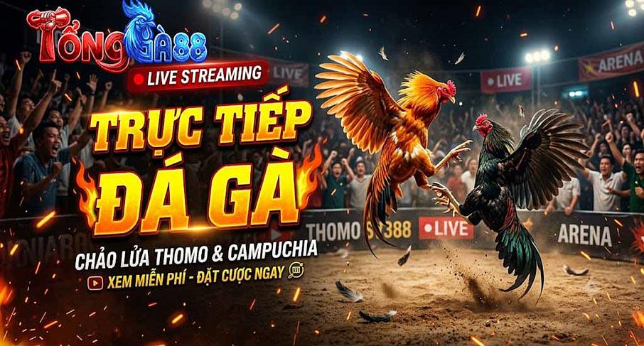 TỔNG GÀ 88 TỔNG GÀ 88