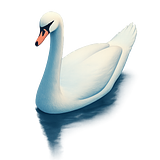 thewittyswan