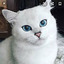Cat Cat