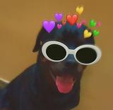 TinDog