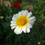 71_Sonia Singh