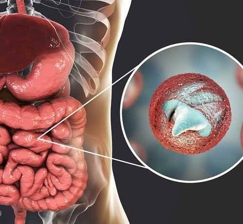 ParaMD Parasite Cleanse ParaMD Parasite Cleanse
