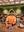 HARSHIT SINGH